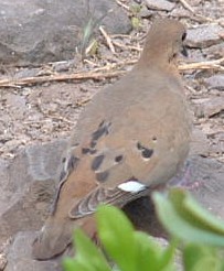 The common Zenaida Dove