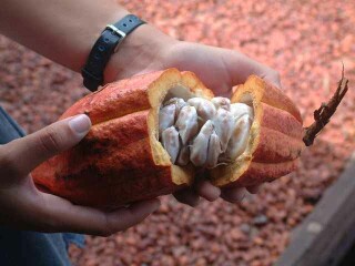 A freshly opened coca pod