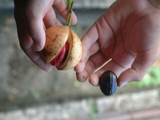 Nutmegs in their shells, the left one still having its fruit and mace around it