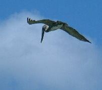 Pelicans are graceful flyers